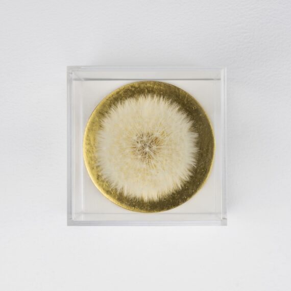 Dandelion fluff on 23 kr gold leave
